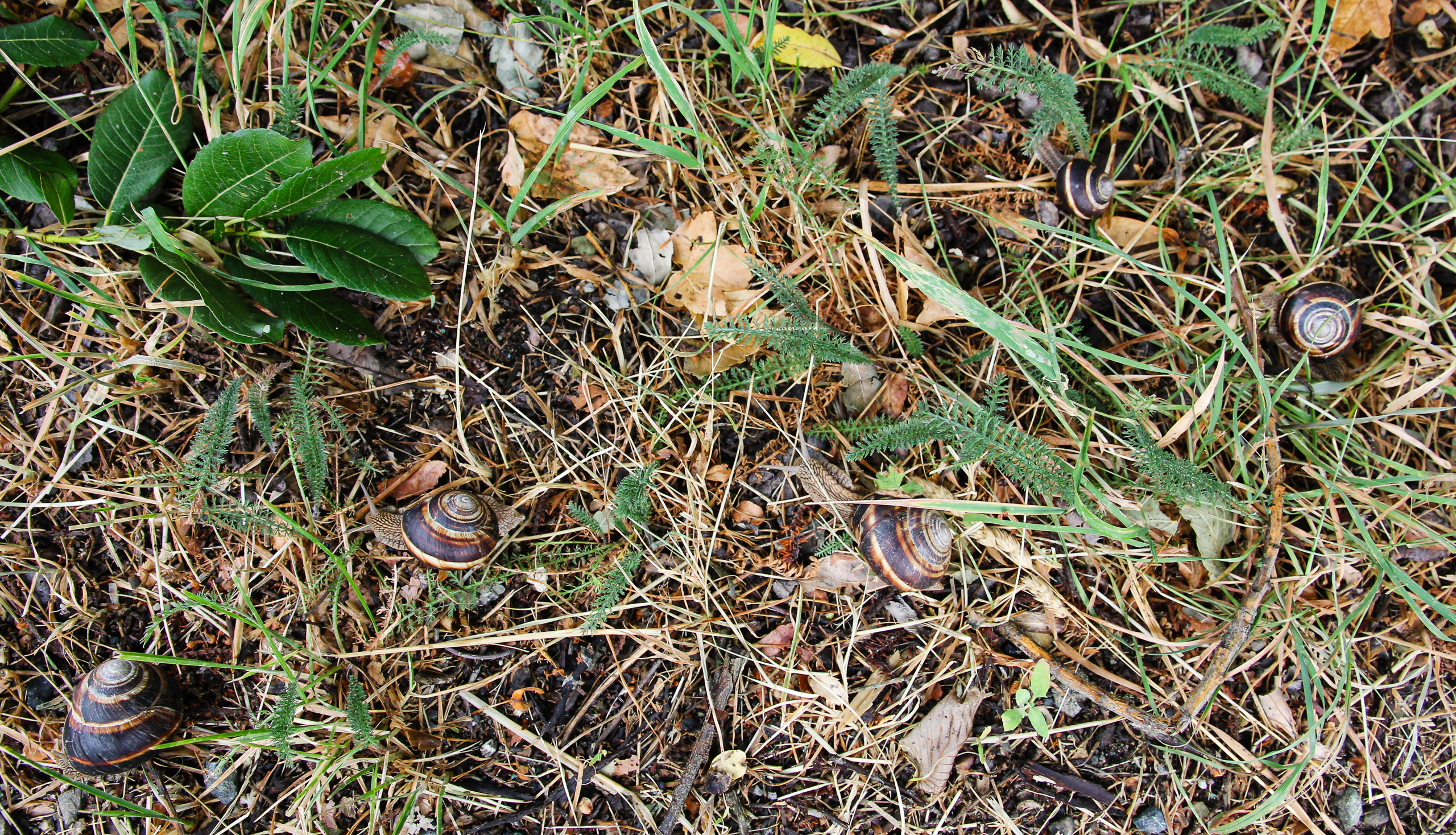 Der Regen hat sie hervorgelockt: Schnecken zu Dutzenden im nassen Gras
